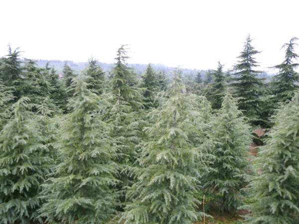 雪松苗的價格 雪松苗的價格