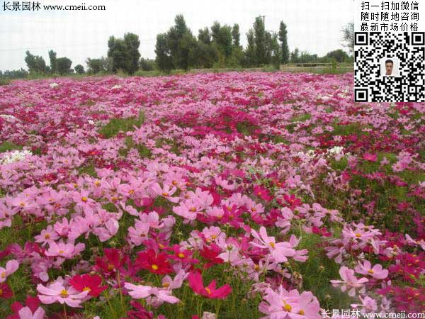 大花波斯菊種子種植幾月開花效果圖片