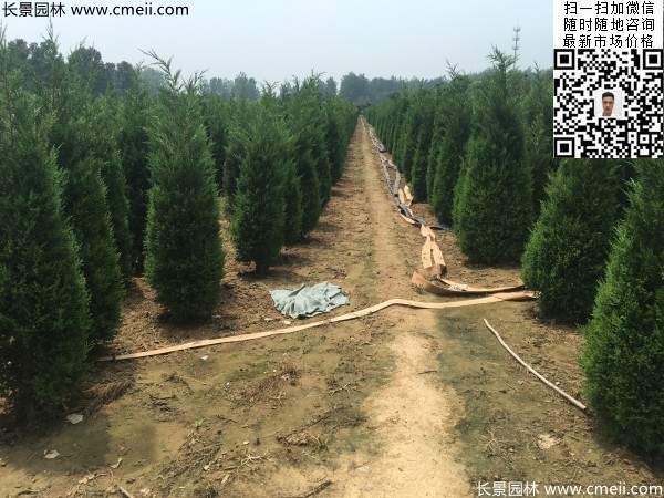 常綠松柏植物塔柏圖片