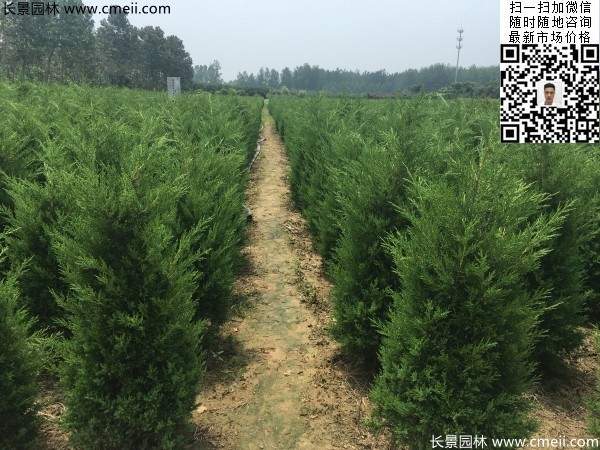 常綠松柏植物塔柏圖片