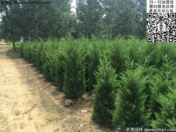 常綠松柏植物塔柏圖片