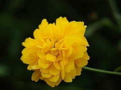 重瓣棣棠價格哪里便宜？產地在哪里？