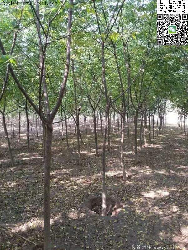 苦楝苗，苦楝樹