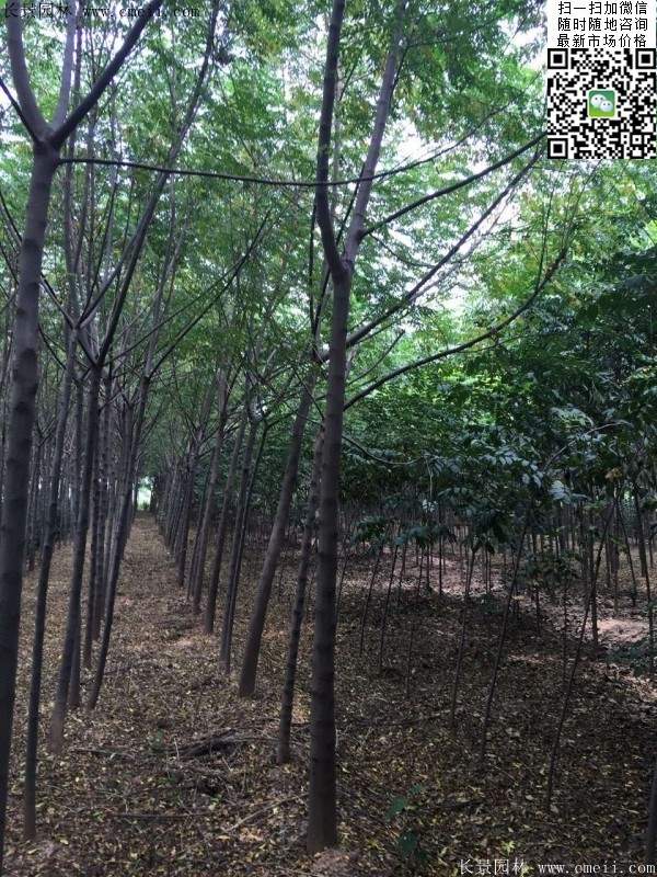 苦楝苗，苦楝樹
