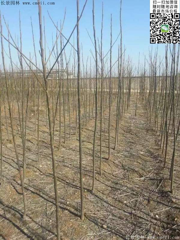 苦楝苗，苦楝樹