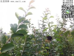 「內部資料」行內采購流蘇樹報價單曝光！