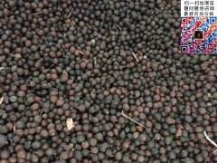 2020下半年最新欒樹籽多少錢一斤？