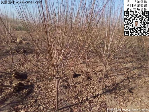 地徑5-7公分紅梅，數量7000棵左右