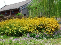 <font color='#FFFF00'>產地直銷的棣棠球多少錢一棵？</font>