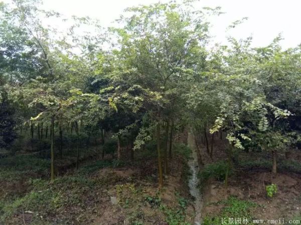 櫸樹圖片櫸樹基地實拍 櫸樹圖片櫸樹基地實拍