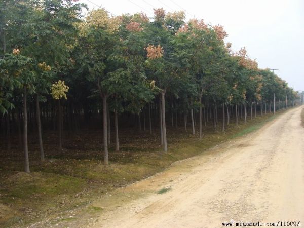 欒樹圖片欒樹基地 欒樹圖片欒樹基地