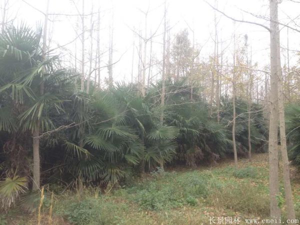 棕櫚圖片棕櫚樹基地實拍 棕櫚圖片棕櫚樹基地實拍