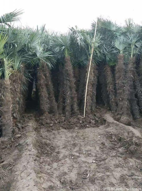 棕櫚圖片棕櫚樹基地實拍 棕櫚圖片棕櫚樹基地實拍