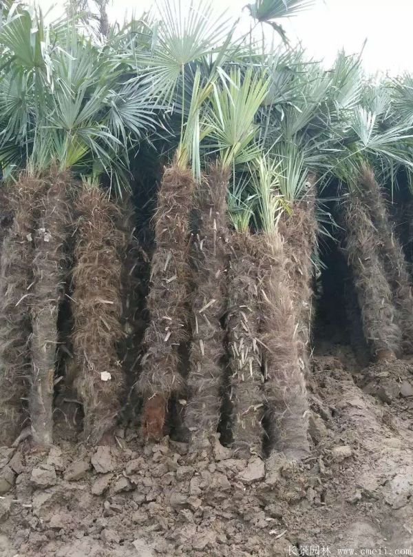 棕櫚圖片棕櫚樹基地實拍 棕櫚圖片棕櫚樹基地實拍