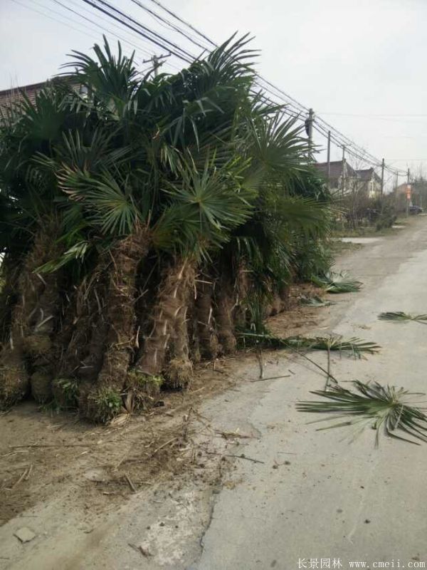 棕櫚圖片棕櫚樹基地實拍 棕櫚圖片棕櫚樹基地實拍