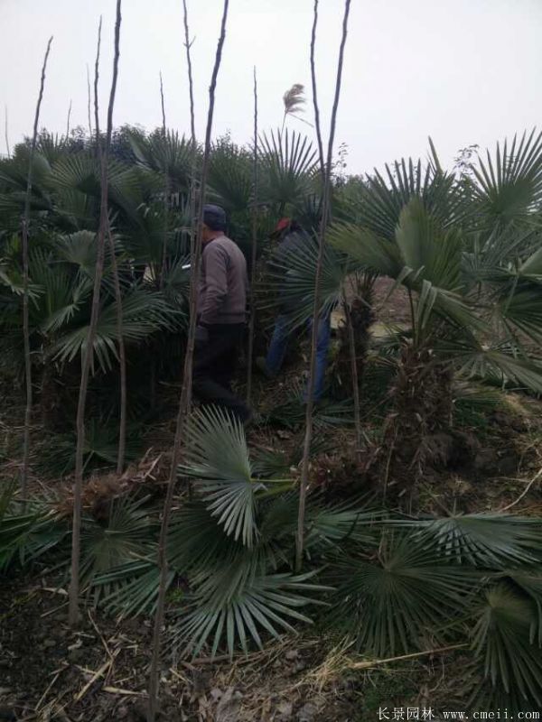 棕櫚圖片棕櫚樹基地實拍 棕櫚圖片棕櫚樹基地實拍