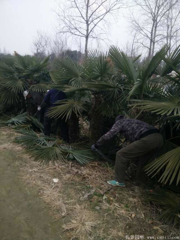 棕櫚圖片棕櫚樹基地實拍 棕櫚圖片棕櫚樹基地實拍