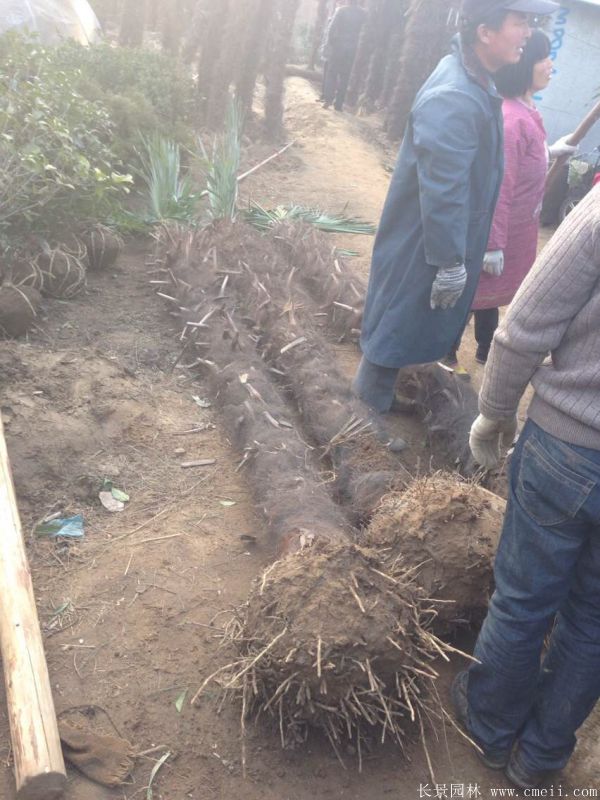 棕櫚圖片棕櫚樹基地實拍 棕櫚圖片棕櫚樹基地實拍