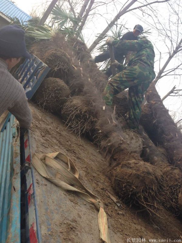 棕櫚圖片棕櫚樹基地實拍 棕櫚圖片棕櫚樹基地實拍