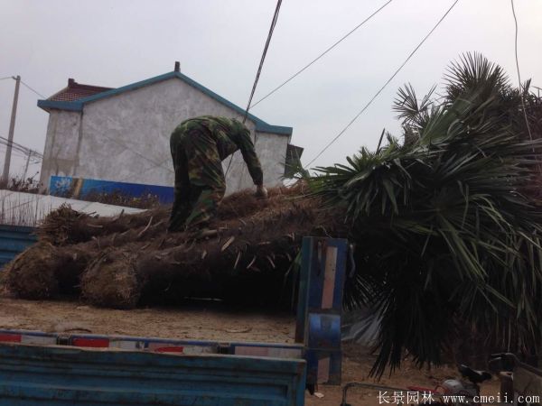 棕櫚圖片棕櫚樹基地實拍 棕櫚圖片棕櫚樹基地實拍