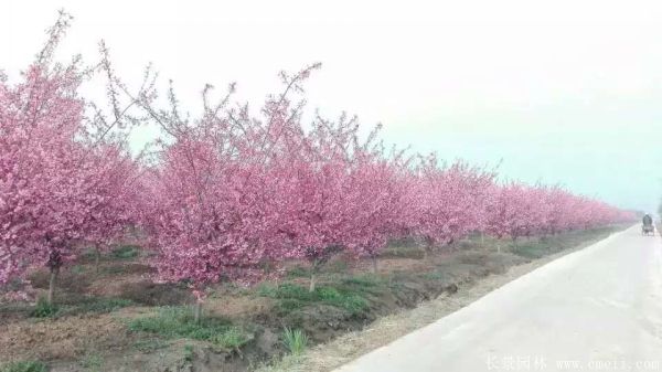 垂絲海棠圖片基地實拍 垂絲海棠圖片基地實拍