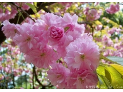 甘肅櫻花價格便宜嗎？