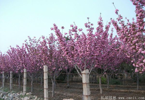 櫻花樹圖片基地實拍 櫻花樹圖片基地實拍