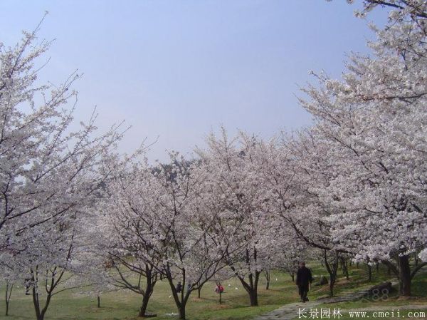櫻花樹圖片基地實拍 櫻花樹圖片基地實拍
