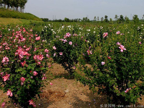 木槿花圖片基地實拍 木槿花圖片基地實拍