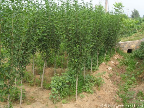 木槿花圖片基地實拍 木槿花圖片基地實拍