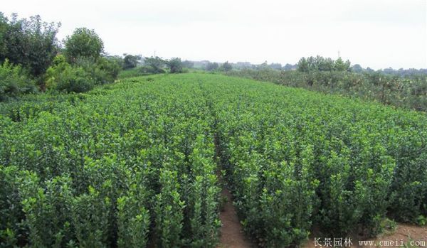 冬青小苗圖片基地實拍 冬青小苗圖片基地實拍