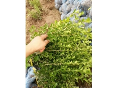 30公分40公分50公分小葉黃楊價格多少錢一棵？
