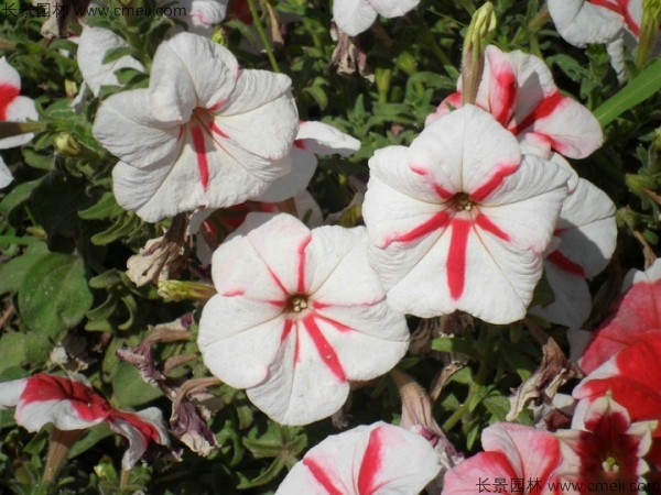 牽?；ǚN子發芽出苗開花圖片