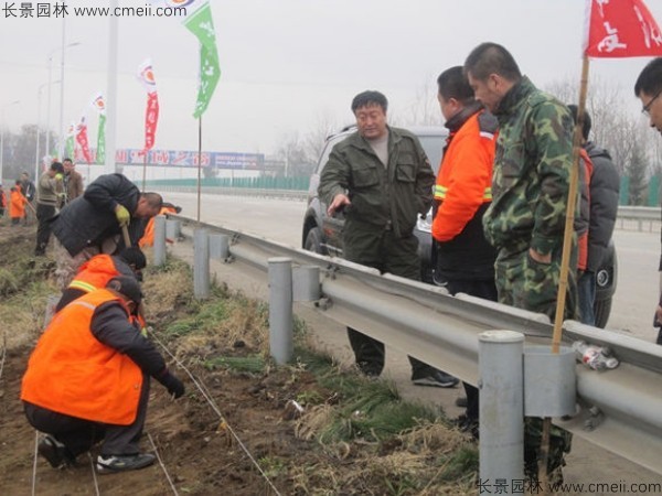 紫穗槐苗護坡綠化施工圖片 紫穗槐苗護坡綠化施工圖片
