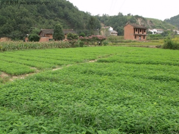 紫穗槐種子發芽出苗圖片 紫穗槐種子發芽出苗圖片