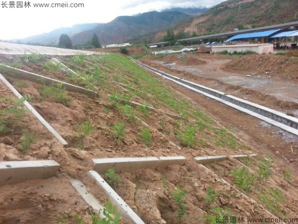紫穗槐苗護坡綠化施工圖片 紫穗槐苗護坡綠化施工圖片