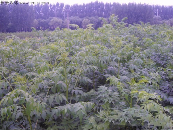 苦楝種子發芽出苗圖片