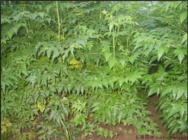 苦楝種子發芽出苗圖片