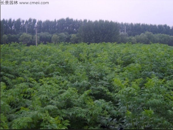 苦楝種子發芽出苗圖片