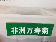 「非洲萬壽菊種子」最新非洲萬壽菊種子_價格