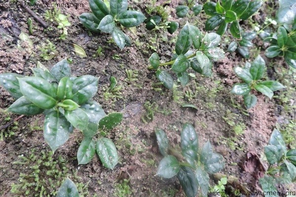 枸骨種子發芽出苗圖片 枸骨種子發芽出苗圖片