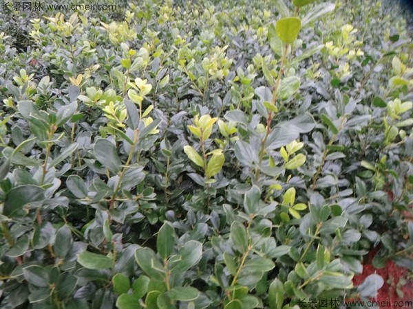 枸骨種子發芽出苗圖片 枸骨種子發芽出苗圖片