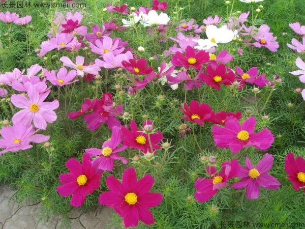 格?；ǚN子發芽出苗開花圖片