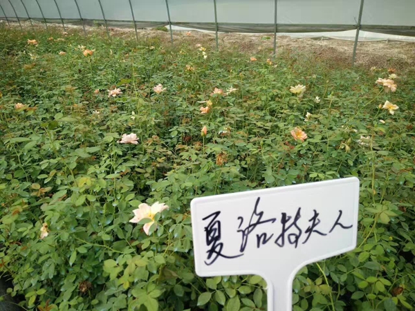 沭陽歐月基地 沭陽歐月基地