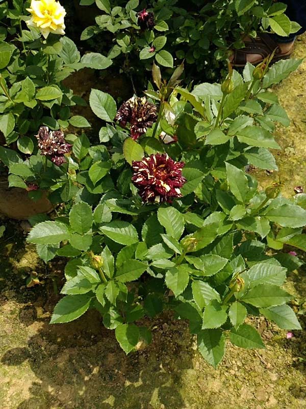 歐月小苗歐洲月季花苗 歐月小苗歐洲月季花苗