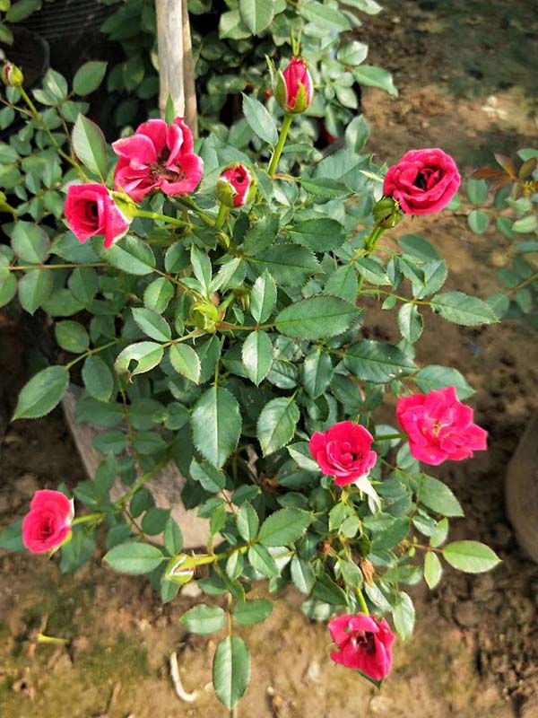 歐月小苗歐洲月季花苗 歐月小苗歐洲月季花苗