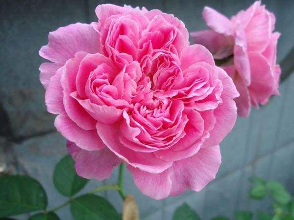 花徑20厘米多月季花品種