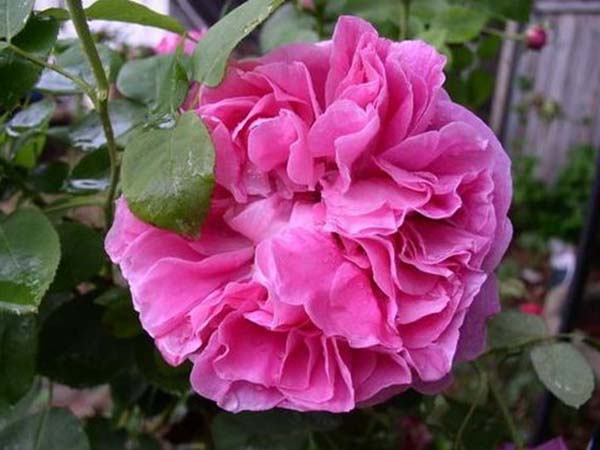 花徑20厘米多月季花品種