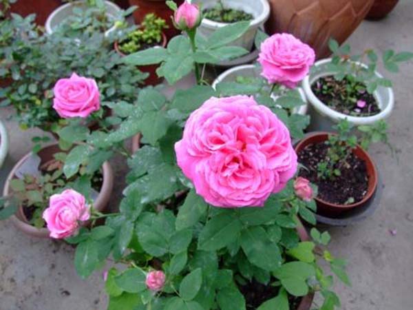 花徑20厘米多月季花品種