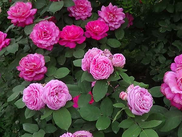 花徑20厘米多月季花品種